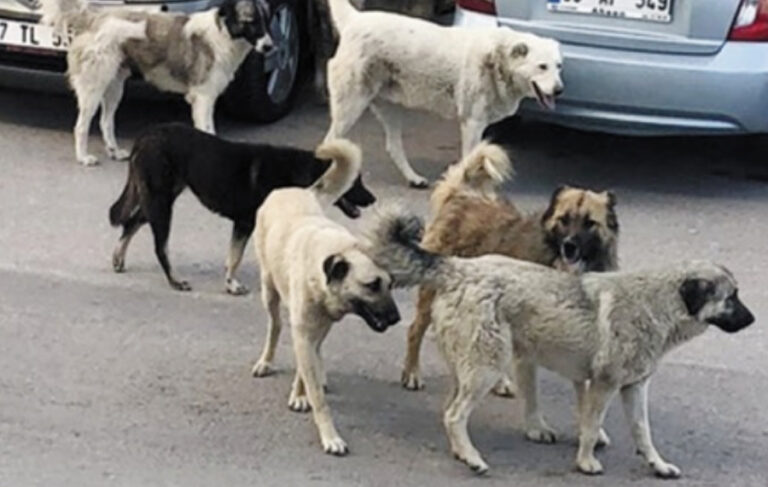 30 gün boyunca sahiplenilmeyen hayvanlar uyutulacak: Hayvanını sokağa atan 50 bin lira ceza